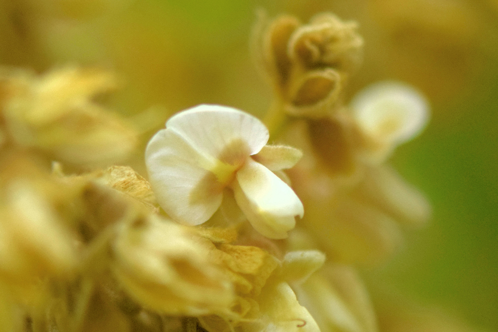 Ormosia stipularis