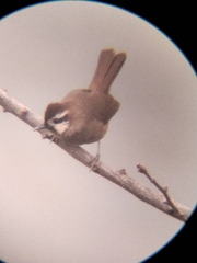 Pterorhinus sannio