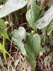Smilax china