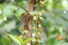 Dioscorea oppositifolia