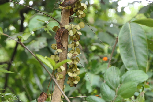 Dioscorea oppositifolia, photograph 1