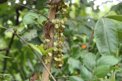 Dioscorea oppositifolia