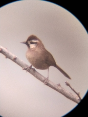 Pterorhinus sannio