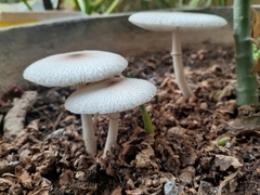 Leucocoprinus