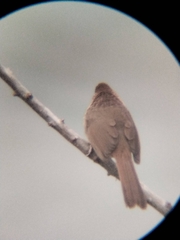 Pterorhinus sannio
