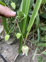 Smilax china