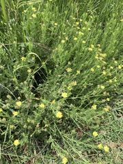 Osteospermum muricatum