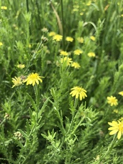 Osteospermum muricatum