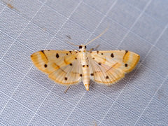 Pycnarmon lactiferalis