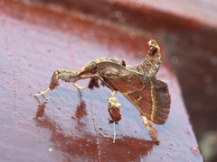 Sacada