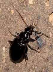 Platynini