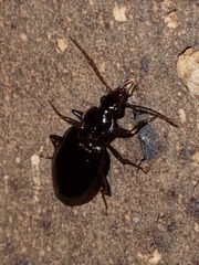 Platynini