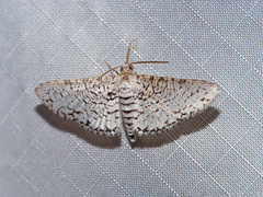 Epaena complicatalis