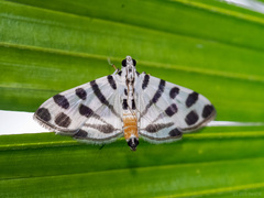 Pycnarmon jaguaralis