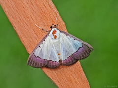 Pitama hermesalis