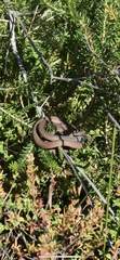 Pygopus lepidopodus