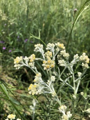 Pseudognaphalium microcephalum