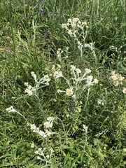 Pseudognaphalium microcephalum