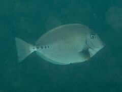 Prionurus microlepidotus