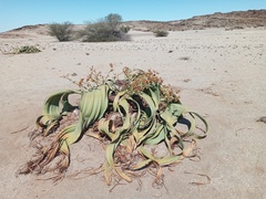 Welwitschia mirabilis image