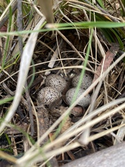 Turnicidae