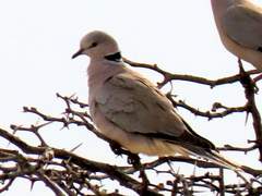 Streptopelia capicola damarensis