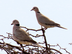 Streptopelia capicola damarensis