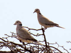 Streptopelia capicola damarensis