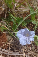 Acanthaceae