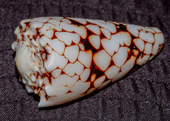 Conus bandanus