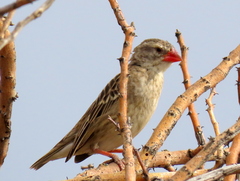 Quelea quelea lathamii