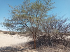Vachellia erioloba