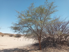 Vachellia erioloba