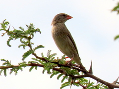 Quelea quelea lathamii