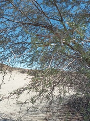 Vachellia erioloba