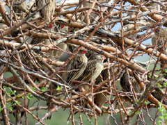 Quelea quelea lathamii