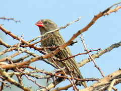 Quelea quelea lathamii