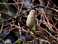 Quelea quelea lathamii