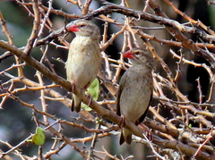 Quelea quelea lathamii