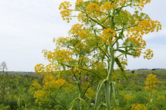 Ferula communis