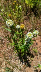 Spermacoce marticrovettiana