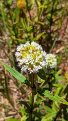 Spermacoce marticrovettiana