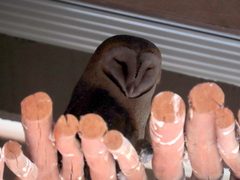 Tyto alba poensis