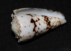 Conus bandanus