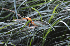 Cryptocheilus bicolor