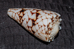Conus bandanus