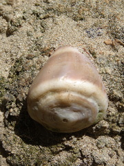 Conus lividus