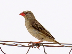 Quelea quelea lathamii