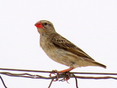 Quelea quelea lathamii