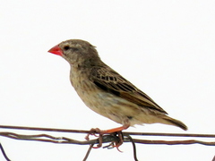 Quelea quelea lathamii